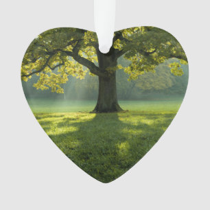 Big Tree Forest   Dated Photo Custom Ornament