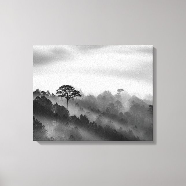 Big Tree in Pine Forest in the Mist Canvas Print (Front)