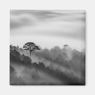 Big Tree in Pine Forest in the Mist Magnet