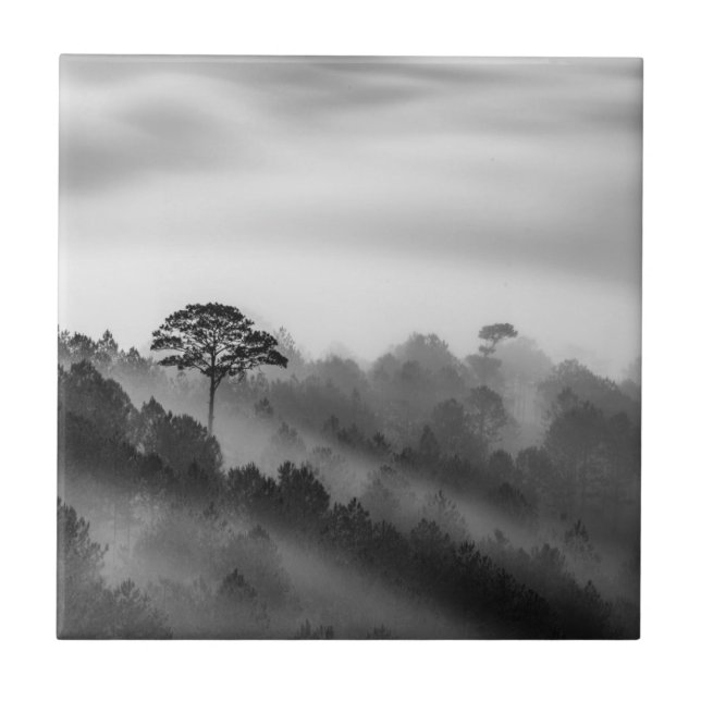 Big Tree in Pine Forest in the Mist Tile (Front)