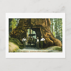 Big Tree Wawona, Mariposa Grove, CA Vintage Postcard