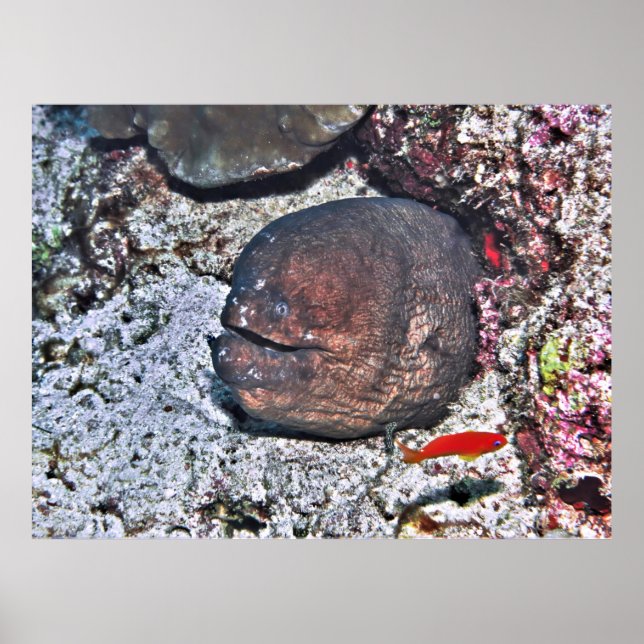 Big Ugly Eel Poster (Front)