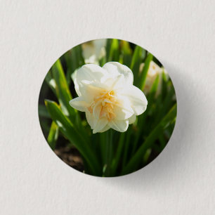 Big white daffodils on a spring day 1 inch round button