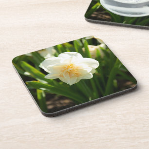 Big white daffodils on a spring day coaster