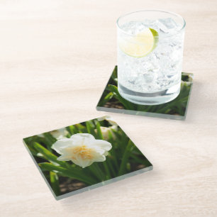 Big white daffodils on a spring day glass coaster