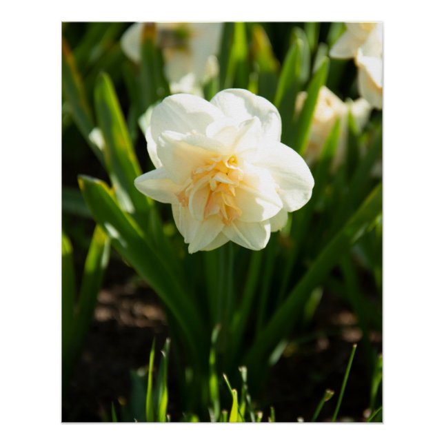 Big white daffodils on a spring day poster (Front)