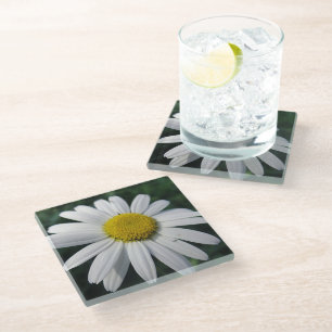 Big White Daisy  Glass Coaster