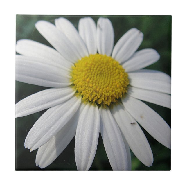 Big White Daisy   Tile (Front)
