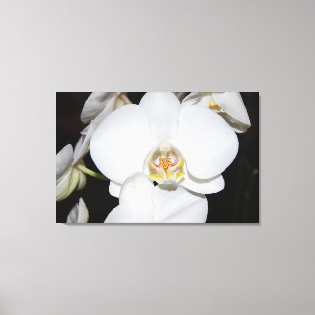 big white orchid bloom canvas print (Front)