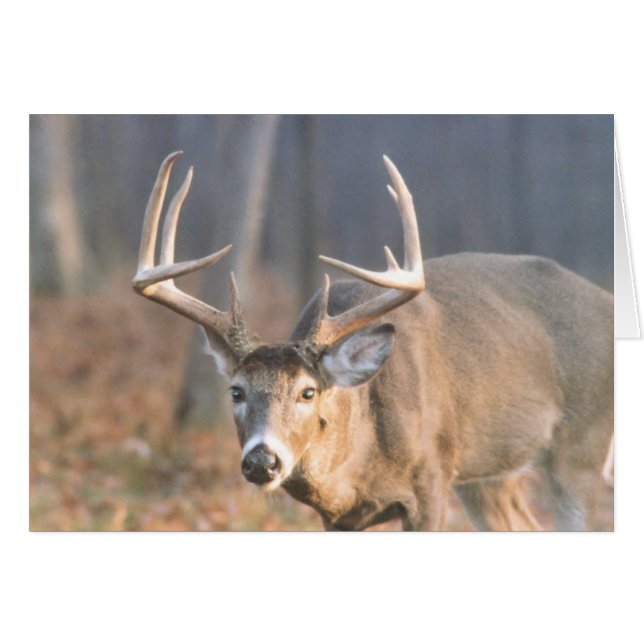 BigBoy (Front Horizontal)
