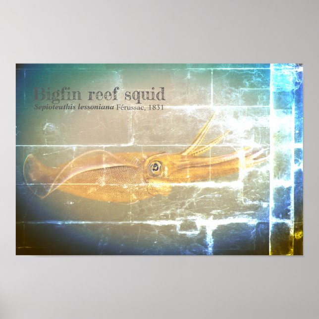 Bigfin reef squid, Sepioteuthis lessoniana, Poster (Front)