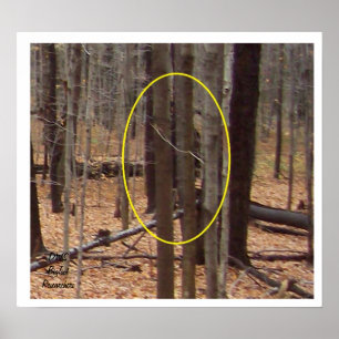 Bigfoot Behind Trees Poster