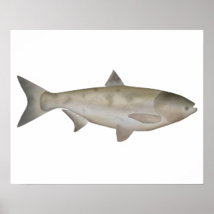 Bighead Carp Poster