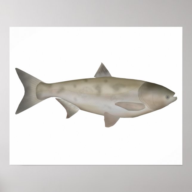 Bighead Carp Poster (Front)