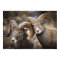 Bighorn Brothers