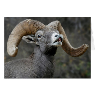 Bighorn du désert