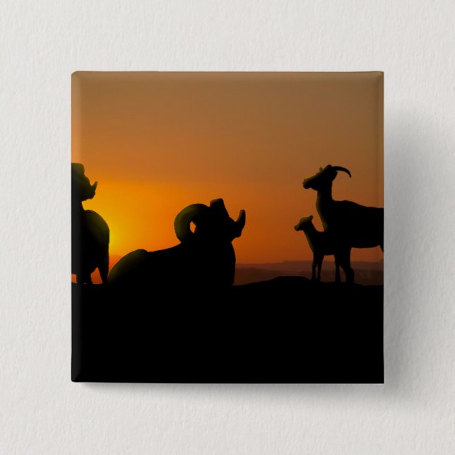 Bighorn Sheep 2 Inch Square Button (Front)