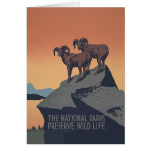 Bighorn Sheep American West Wildlife