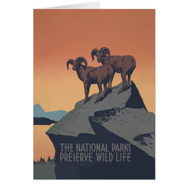 Bighorn Sheep American West Wildlife (Front)