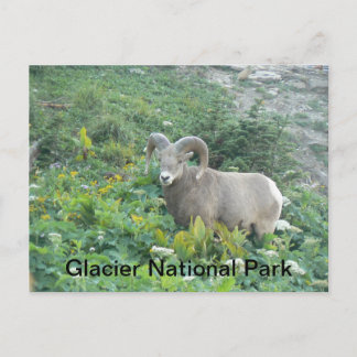 Bighorn Sheep At Glacier Natl Park Postcard