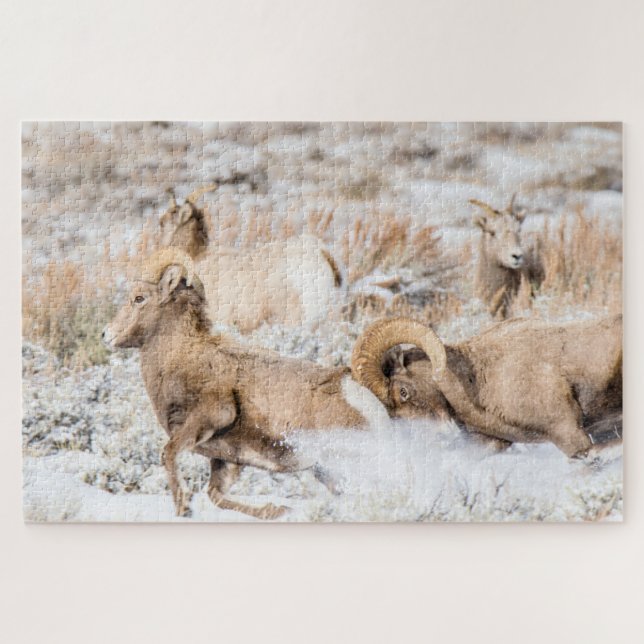 Bighorn Sheep Battle Jigsaw Puzzle (Horizontal)