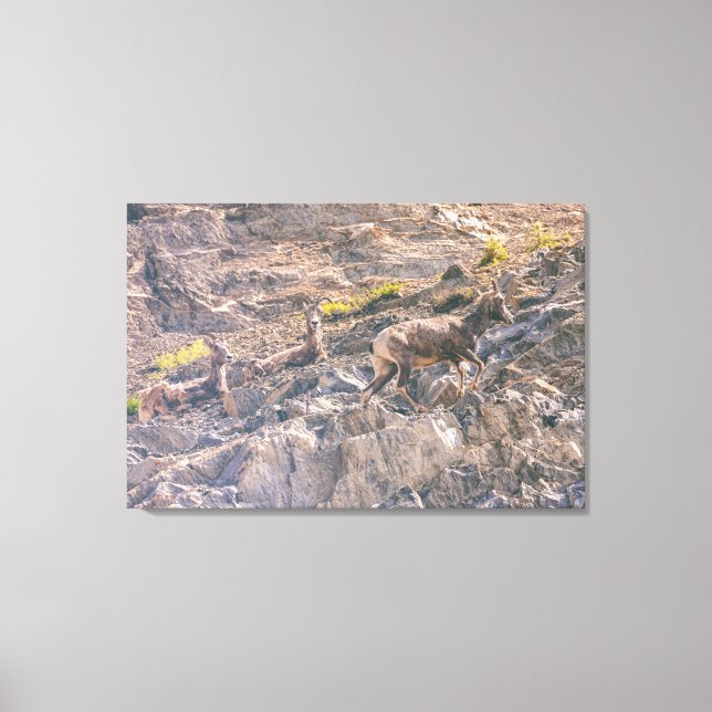 Bighorn Sheep Canvas Print (Front)