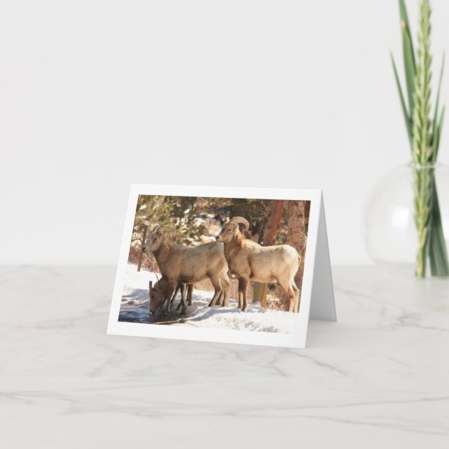 Bighorn Sheep carte pour notes (Devant)