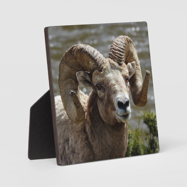 Bighorn Sheep Desktop Plaque (Front)