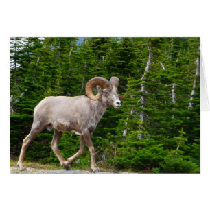 Bighorn Sheep, Glacier National Park, Montana