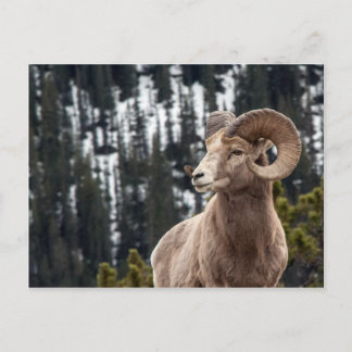 Bighorn Sheep in Jasper National Park Postcard