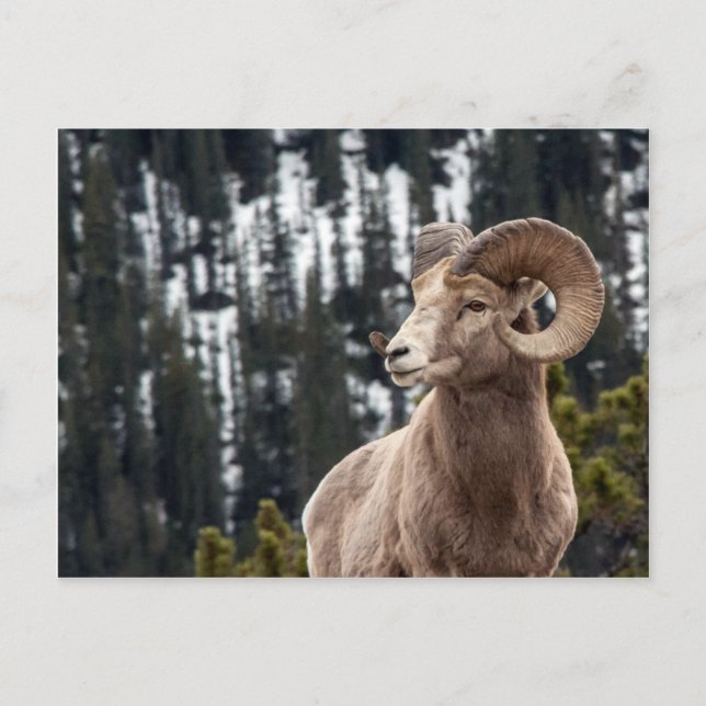 Bighorn Sheep in Jasper National Park Postcard (Front)