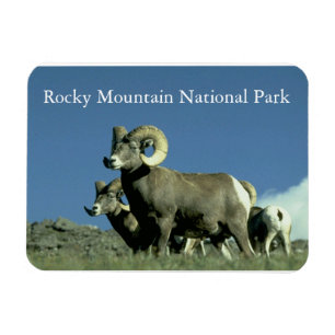 Bighorn Sheep Magnet