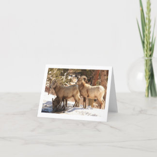 Bighorn Sheep notecard