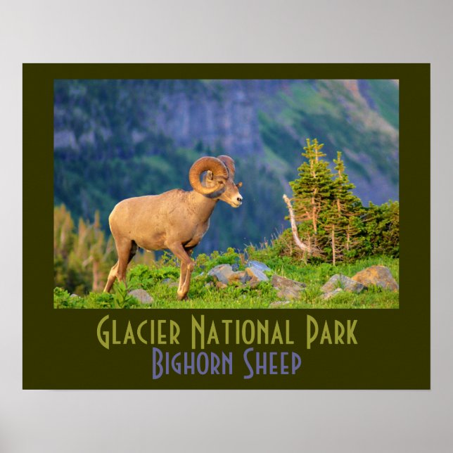 Bighorn Sheep of Glacier National Park Poster (Front)