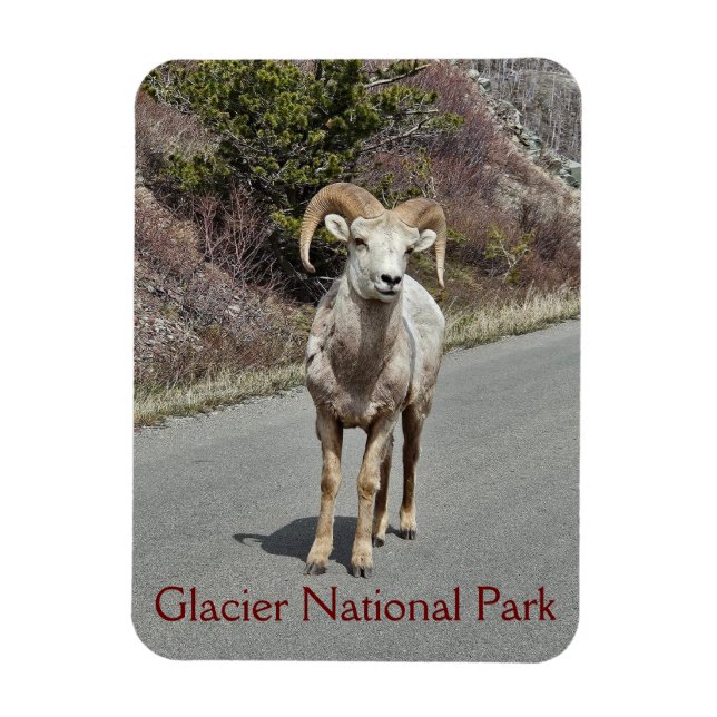 Bighorn Sheep Photo Magnet (Vertical)