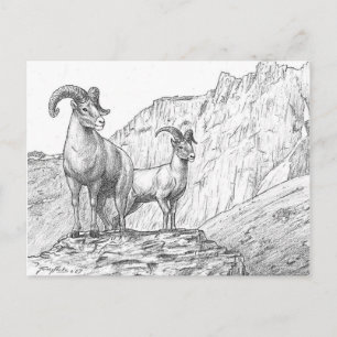 Bighorn Sheep Postcard
