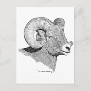 Bighorn Sheep Postcard