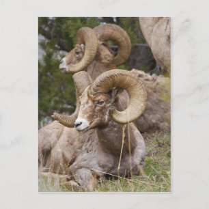 Bighorn Sheep Postcard