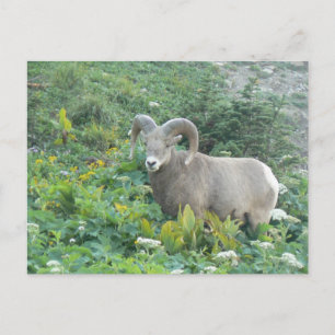 bighorn sheep postcard