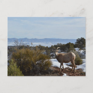 bighorn sheep postcard