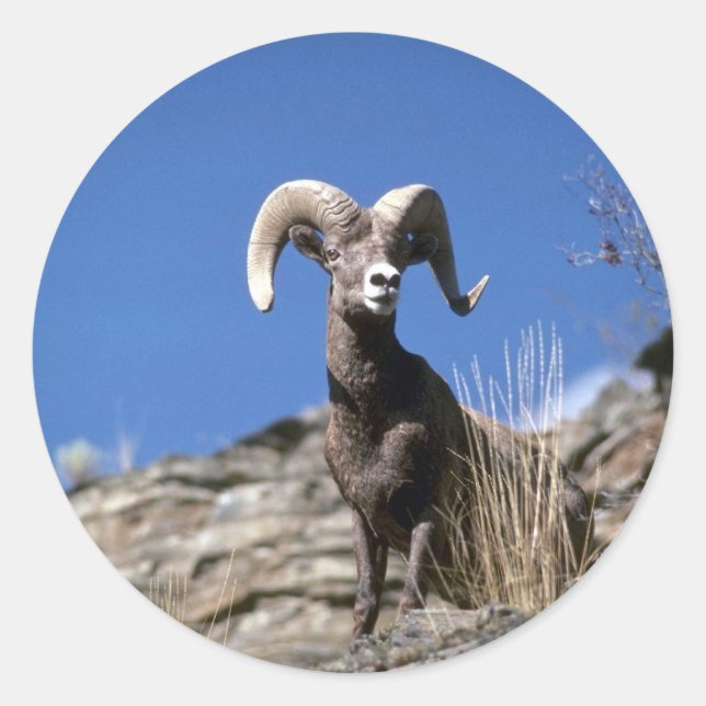 Bighorn sheep (Ram alert on face of mountain cliff Classic Round Sticker (Front)