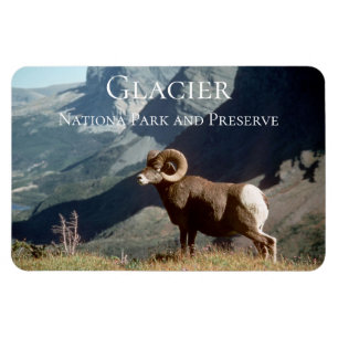 Bighorn Sheep Ram, Glacier National Park, MT Magnet