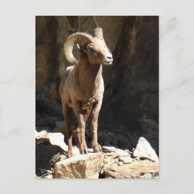 Bighorn Sheep Ram near rocks in Colorado. Postcard (Front)