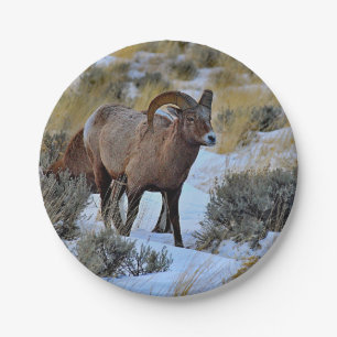 Bighorn Sheep Snow Photo Paper Plate