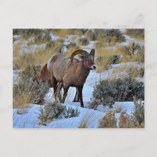 Bighorn Sheep Snow Photo Postcard