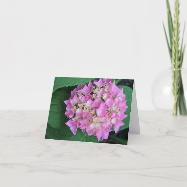 Bigleaf Hydrangea Thank You Card (Front)