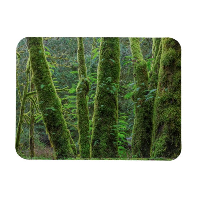 Bigleaf Maple Trees & Ferns | Washington State Magnet (Horizontal)