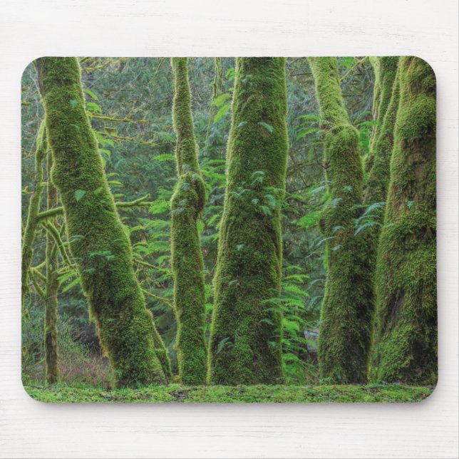Bigleaf Maple Trees & Ferns | Washington State Mouse Pad (Front)