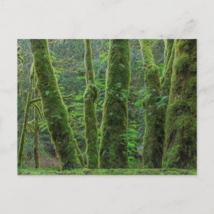 Bigleaf Maple Trees & Ferns Washington State Postcard