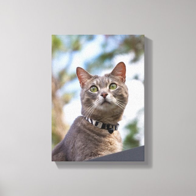 Bijou On The Roof Canvas Print (Front)